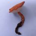 Polyporus radicatus 'Rooting Polypore'